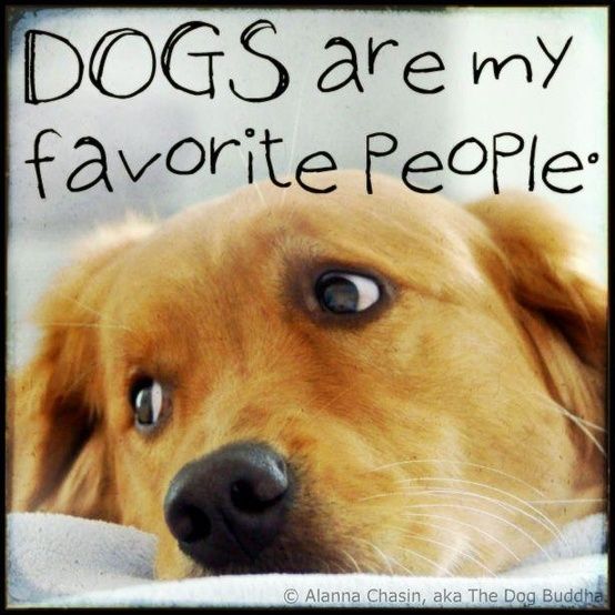 andersonspets's tweet image. We love dogs and their humans!