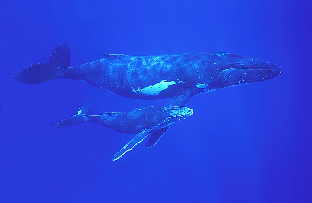 Haystack.im tweet media