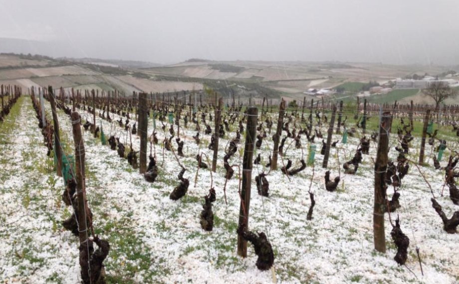 XLBurgundy's tweet photo. Dégustez les magnifiques #PouillyFuissé du Domaine #RobertDenogent #vinsdebourgogne https://t.co/auVbKAeaKx https://t.co/WXmqL1Mpwz