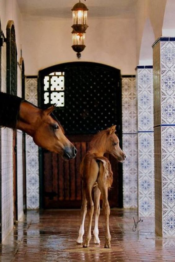 O'Shaughnessey tweet media