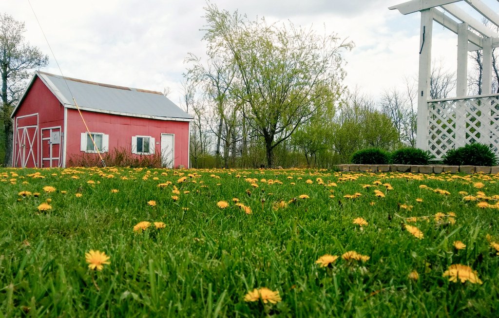 GilbysOrchard's tweet photo. Dandelions everywhere! Our bees love it. https://t.co/N3089nKzDu