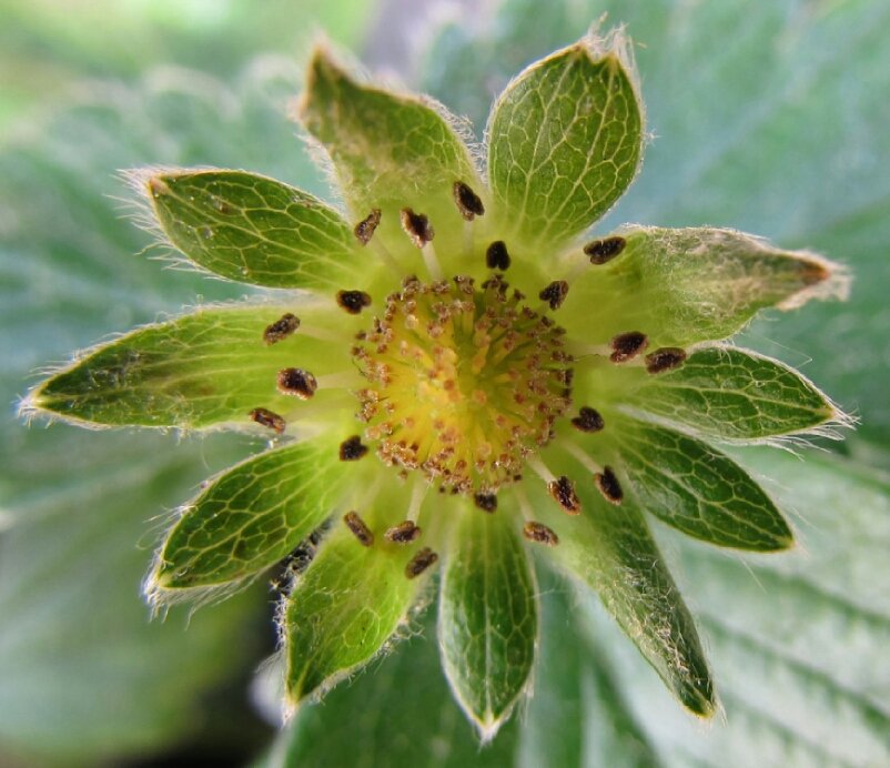 ViajeroconBotas's tweet photo. La #flor de la #fragaria tras perder la corola #fresa #fresas #fresal #fraise #fraisier #strawberry #strawberries #flores #flower #fleur https://t.co/V9TjuGJe01