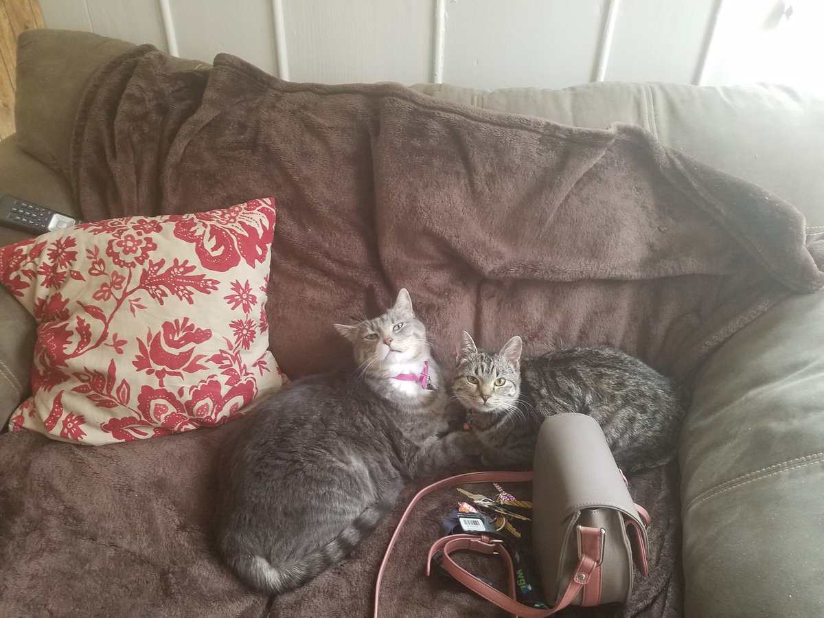 AndroKat7's tweet photo. Happy mother's day to all the furrparent and purrparents. #MothersDay #furbabies #shotoftheday #caturday #bigshotandlittleshot #kids https://t.co/nYyd9Fmi2t