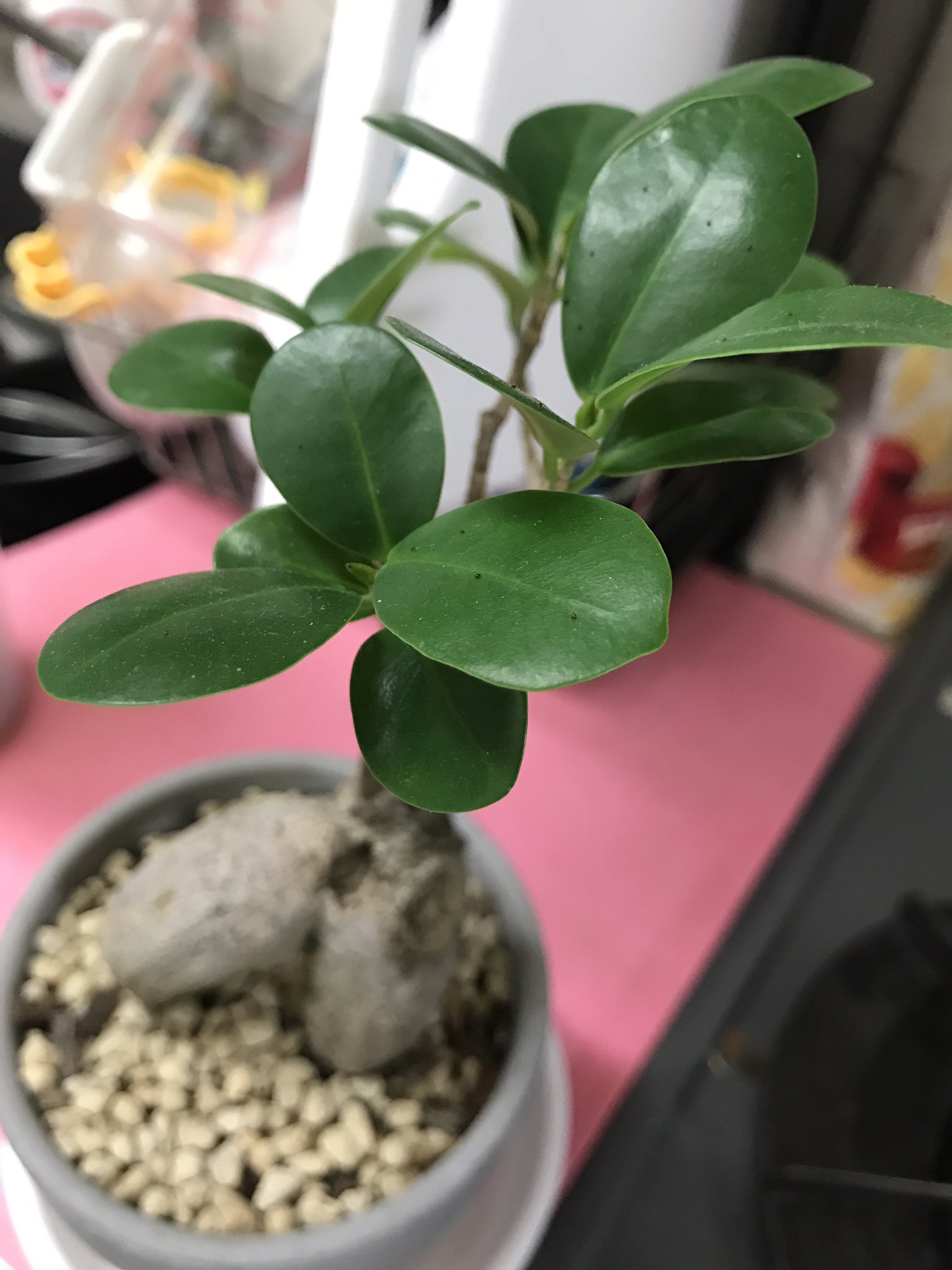 Twitter এ ぐうのすけ ガジュマルにいきなり大量の虫がついています 対策を調べましたが 虫の名前がハダニなのかカイガラムシなのかもわかりません 8日に水やりをして日光に当て 今日しっかりみたら写真のようになっていました 植木鉢までに虫がいます 助けて Twitter এ ぐうのすけ ガジュマルにいきなり大量の虫がついています 対策を調べましたが 虫の名前がハダニなのかカイガラムシなのかもわかりません 8日に水やりをして日光に当て 今日しっかりみたら写真のようになっていました 植木鉢までに虫がいます 助けて
