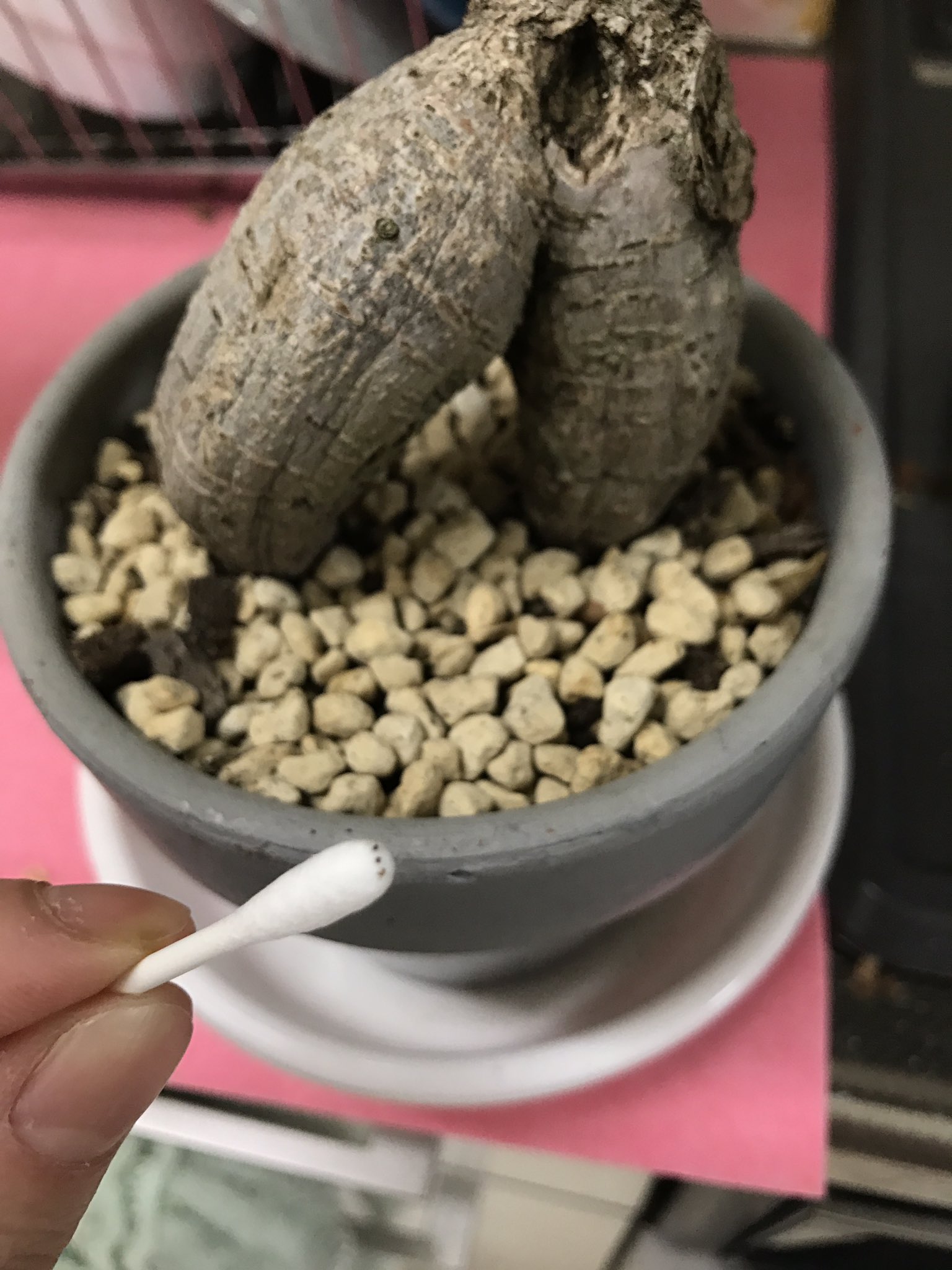 ぐうのすけ ガジュマルにいきなり大量の虫がついています 対策を調べましたが 虫の名前がハダニなのかカイガラムシなのかもわかりません 8日に水やりをして日光に当て 今日しっかりみたら写真のようになっていました 植木鉢までに虫がいます 助けて ぐうのすけ ガジュマルにいきなり大量の虫がついています 対策を調べましたが 虫の名前がハダニなのかカイガラムシなのかもわかりません 8日に水やりをして日光に当て 今日しっかりみたら写真のようになっていました 植木鉢までに虫がいます 助けて