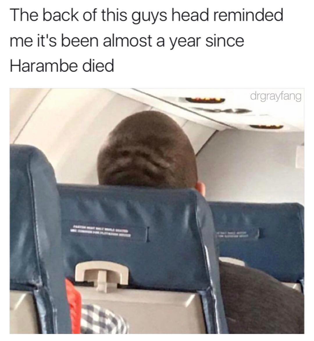 MensHumor's tweet photo. RIP Harambe https://t.co/yWAq9eH6M4