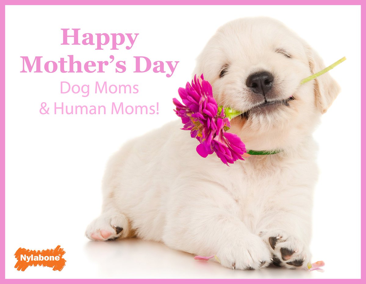 Happy Mothers Day Fur Moms Twitter Women On Twitter: "@Nylabone Happy #Mothersday! Click Here To Send  A Special Thank You Bouquet To Mom! Https://T.co/Iubuiavjip" / Twitter