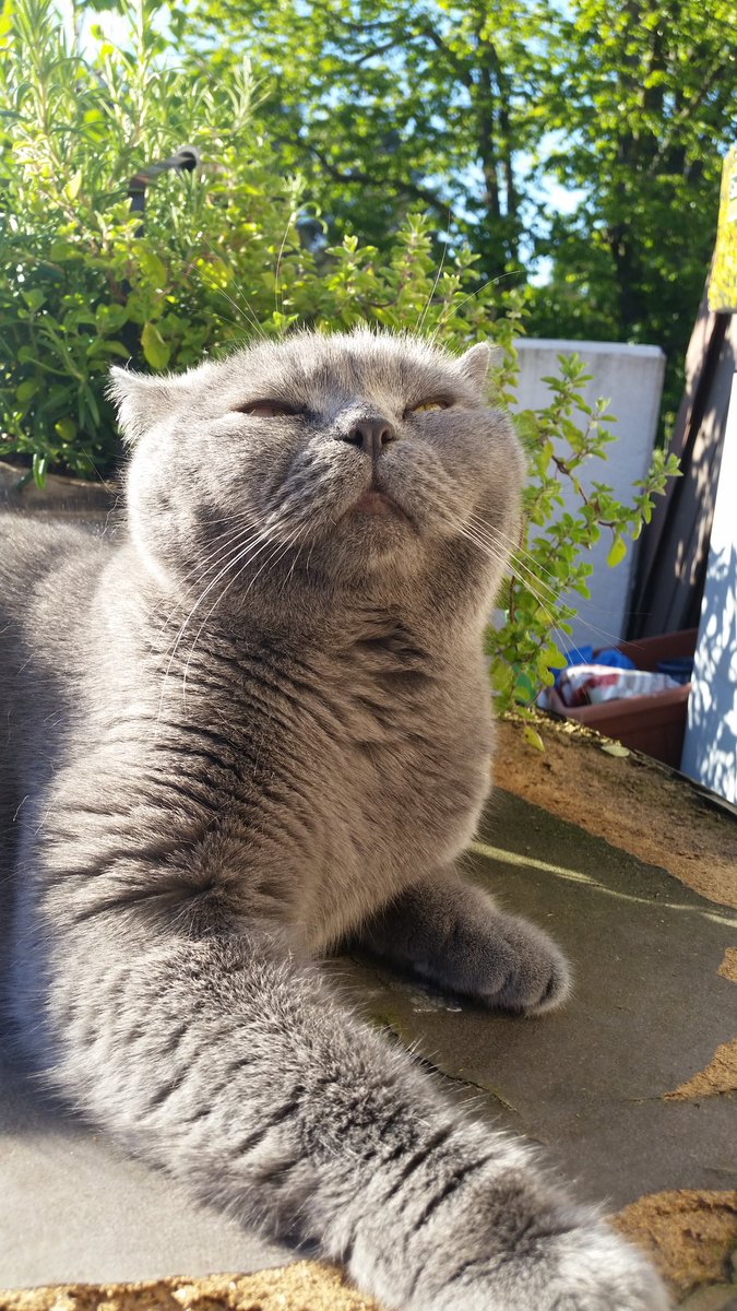 Sniffing the sweet scent of spring, listening to blackbirds evening song. 
#bliss #CatsOfTwitter