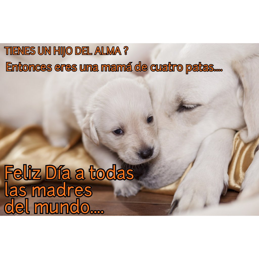 FELIZ DÍA A TODAS LAS MAMIS QUE SE ESMERAN POR HACER FELICES A SUS PERRIHIJ@S!!! 
EL TEAM LABRADORES CHILE LES ENVIA  UN ABRAZO!!