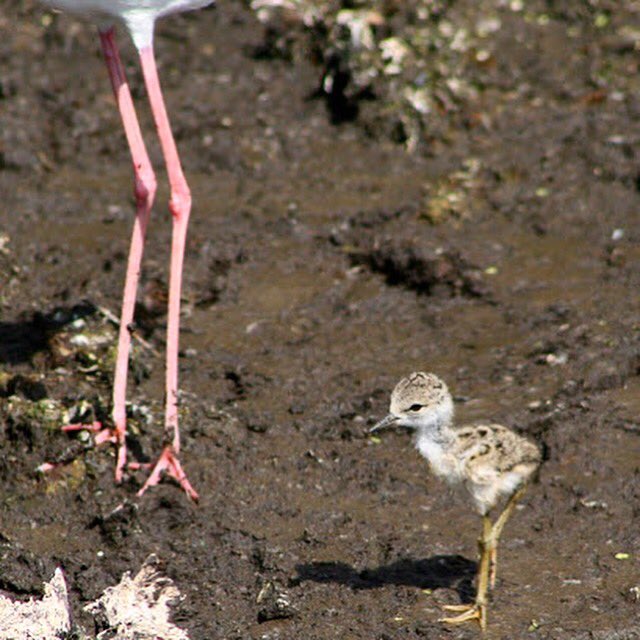 Happy Mother's Day to all the mommies out there! #blackneckedstilt #mamaandbaby #babybird #mothersday #birds