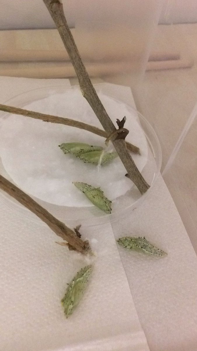 OBSDeDelta's tweet photo. Vlinderbak in groep 6. #ontdekkendleren #natuuronderwijs https://t.co/RDye4kPZ30