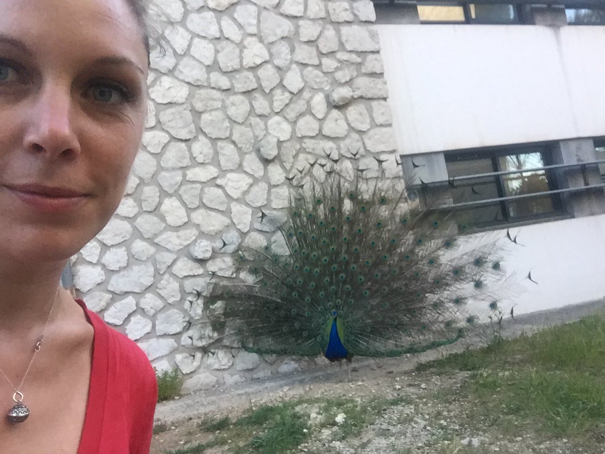 Obsydiane tweet media