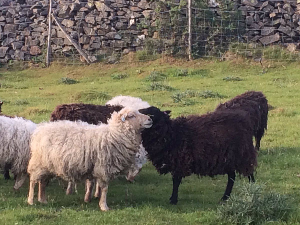 ruslandvalley's tweet image. Here is Stella reunited with her lamb from last year. Now try telling me sheep don't have feelings 😍