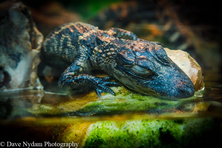 DaveNydamPhoto's tweet photo. Happy #MothersDay !!! Celebrate with @DaveNydamPhoto , like &amp; share this Tweet with your beloved ones. #wildlifephotography https://t.co/oZso9G8pDW