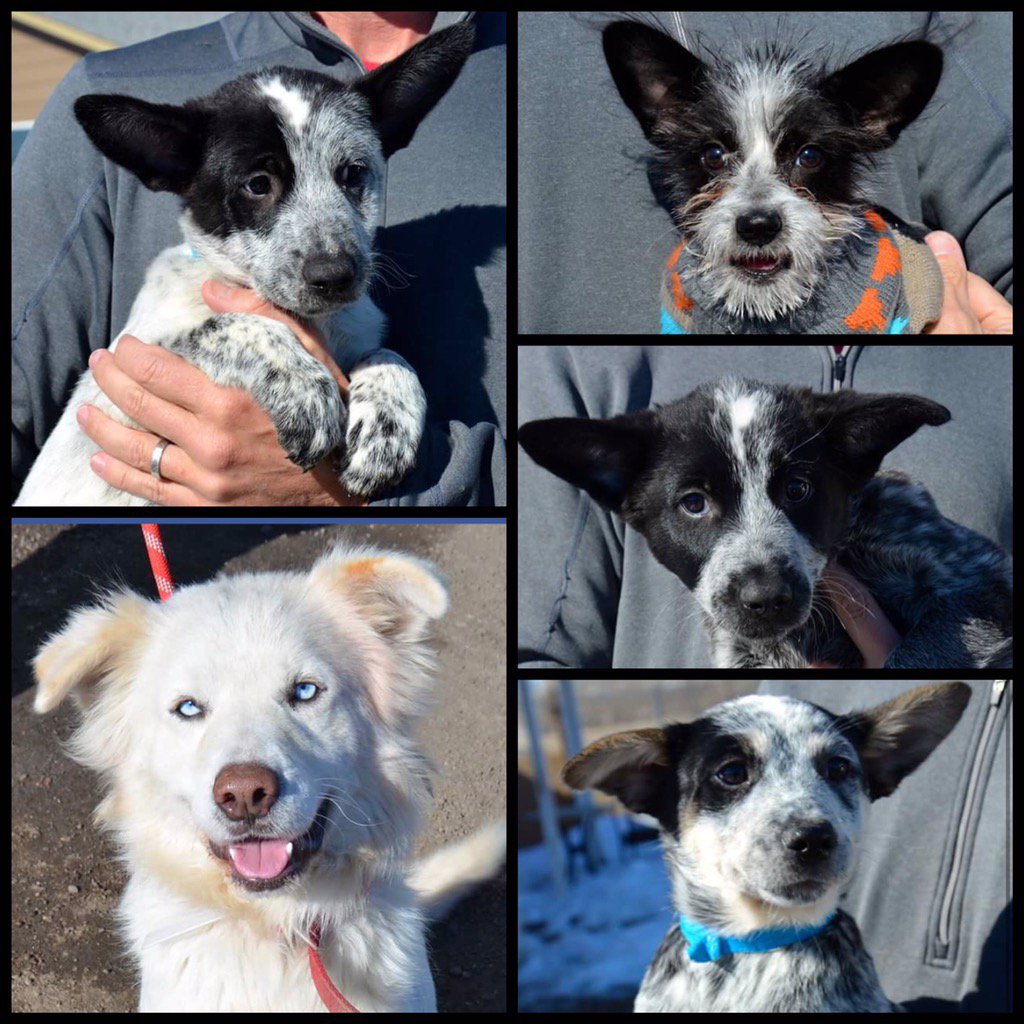 DmkRehoming's tweet photo. Adoption event tomorrow from 5-8! 7350 Gartrell Rd. See these faces and a few more! #NationalAdoptionWeekend https://t.co/X9k6FzmBeu