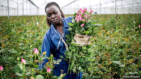 Jobs in Kenya's flower industry are highly sought after. The country has a new export niche econ.st/1SZeg87