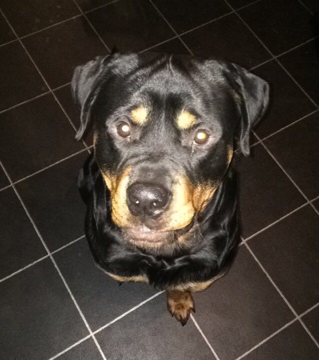 kat1987page's tweet photo. Love coming home from work to get kisses and cuddles from this little man love him millions ❤️😍 #rottweiler https://t.co/nKhituTlam