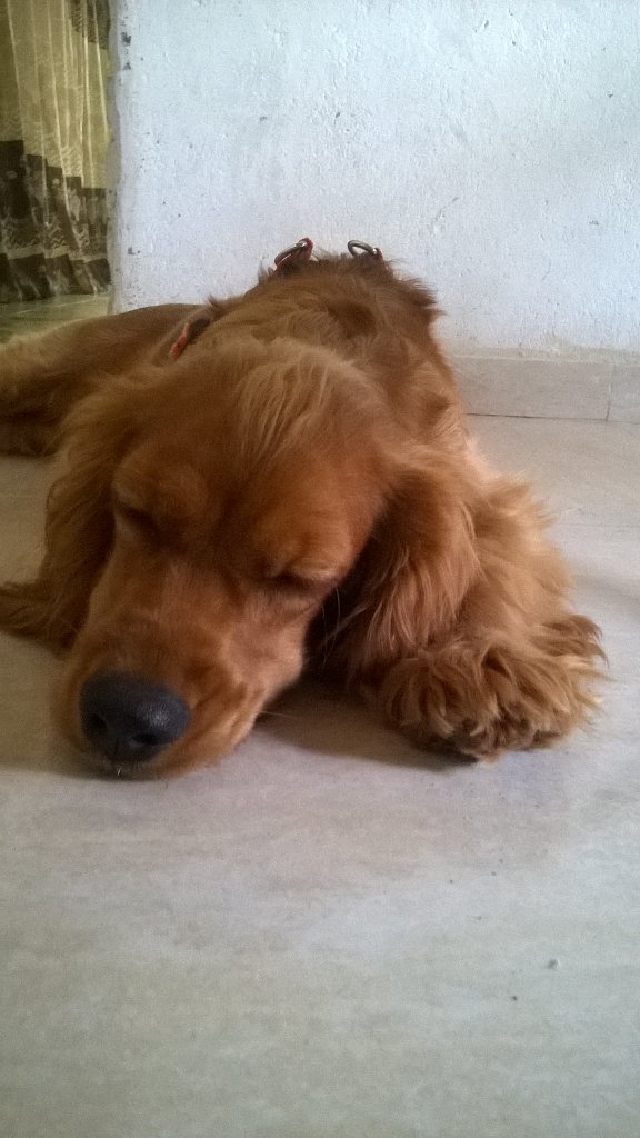 1715YAJAIRA's tweet photo. Ella forma parte de mi familia #YoProtejoLosAnimales https://t.co/mdlay41O7J https://t.co/EePKmUyxqe