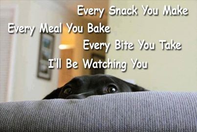 AutoRepairAngel's tweet image. Said every dog that ever lived!!!
