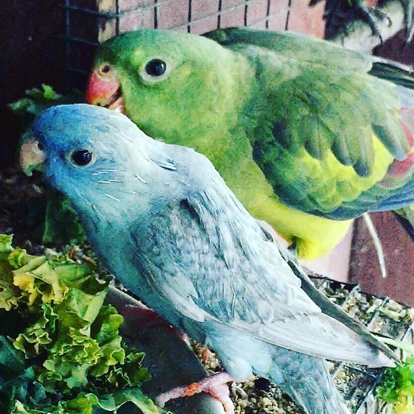 Birdzhaven's tweet photo. Kale for dinner🍴 #parrot #parakeet #rockpebbler #linne #lineolated #birdzhaven https://t.co/SQzjvxPTON