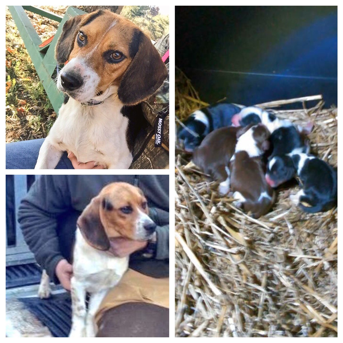 RaisingBoysCG's tweet image. Here's a picture of our new babies with their parents. Mommy on the top. Daddy on the bottom. Gonna be gorgeous 😍❤️🐶