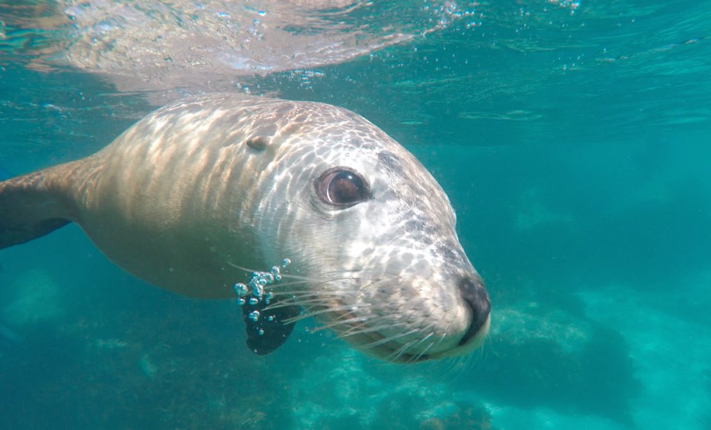 sharkcagediving's tweet photo. We had a great day Swimming with the Australian Sea Lions at Hopkins Island yesterday! #portlincoln #gopro https://t.co/3IzS2ATswW