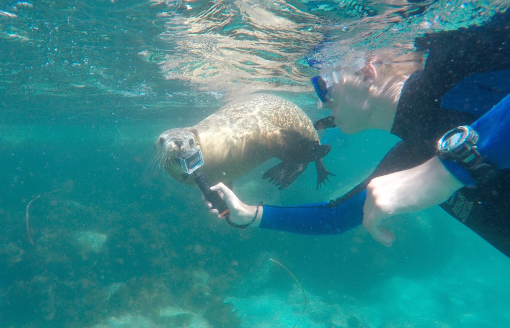 sharkcagediving's tweet photo. We had a great day Swimming with the Australian Sea Lions at Hopkins Island yesterday! #portlincoln #gopro https://t.co/3IzS2ATswW
