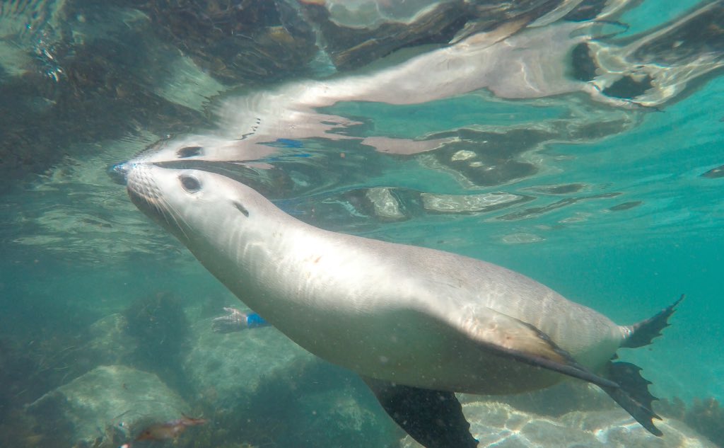 sharkcagediving's tweet photo. We had a great day Swimming with the Australian Sea Lions at Hopkins Island yesterday! #portlincoln #gopro https://t.co/3IzS2ATswW