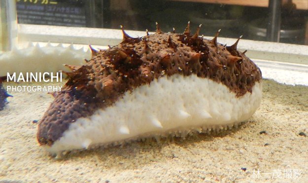 想像以上に寿司だった 以外に感想が出てこないほど寿司そっくりのナマコが見つかる Togetter