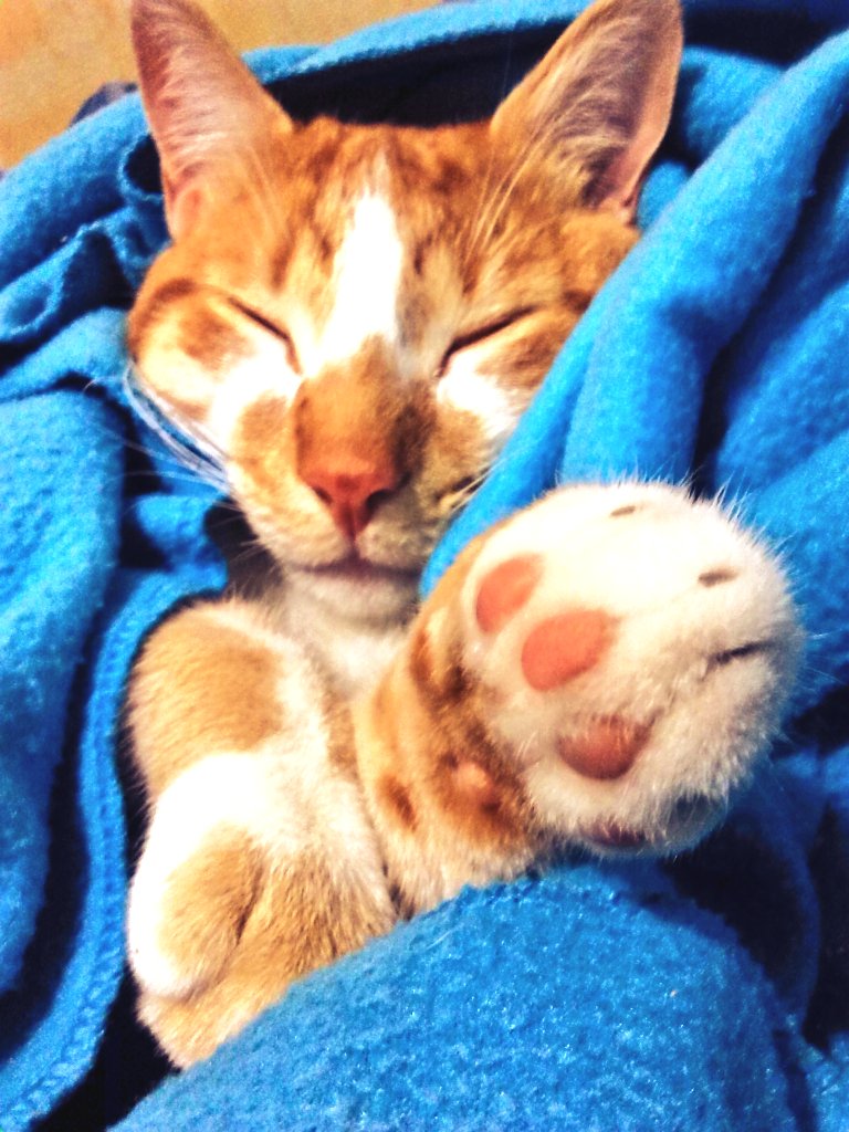 dynalola79's tweet photo. @KanduKafe #MiKolorFavorito  amarillo por que es el color de mi bebe peludito :-P https://t.co/jbilHgwzZC