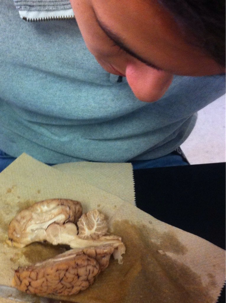 BozemanAg's tweet photo. Dissecting sheep brains and investigating the arbor vitae - "tree of life." @BozemanSchool @beachji #RealVetProgram https://t.co/Fn5pjHXbbg