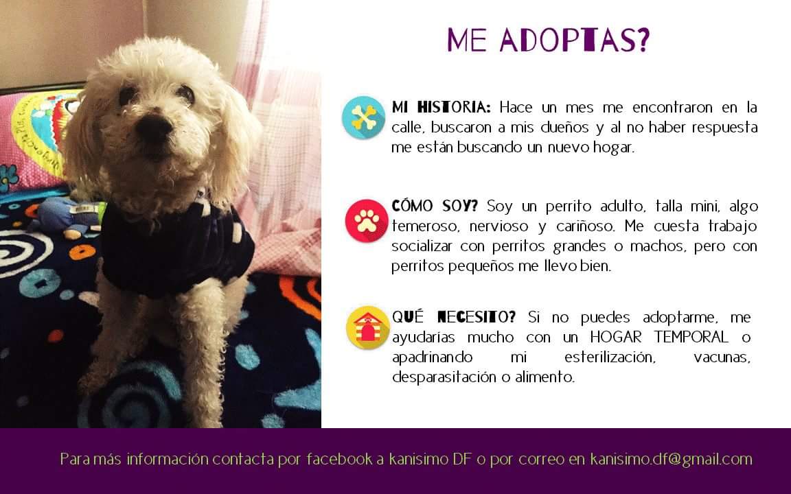 kanisimo_df's tweet photo. Toby en adopción https://t.co/hUI5ML2awI