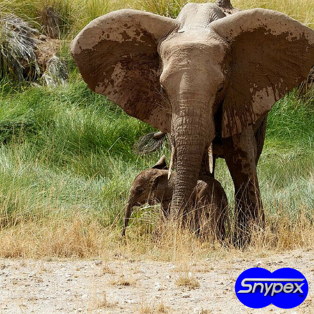 snypexoptics's tweet photo. To achieve the clearest and brightest images > Start with #Snypex products ☞ https://t.co/BBoRG2N9uT https://t.co/XsY42ZM3Yj