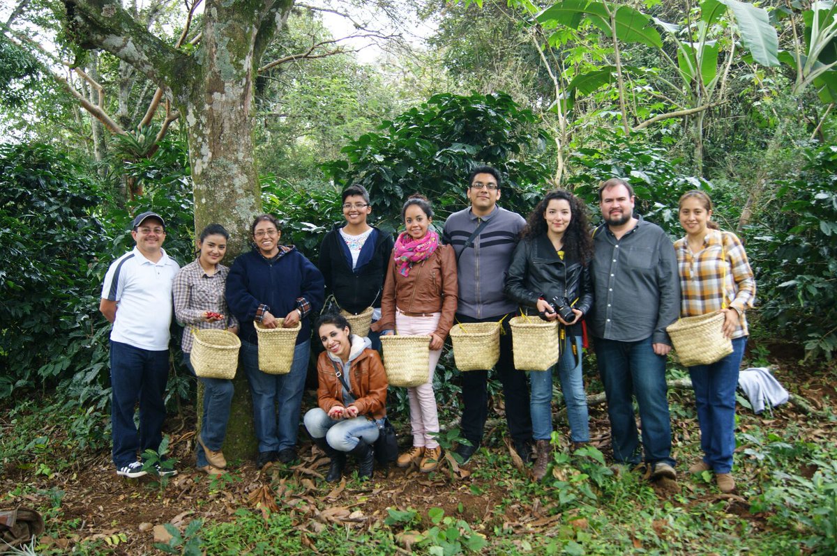CedeCAFE's tweet photo. #finca #café
#cosecha16 
#cosecha,  #Veracruz #mexico2016 https://t.co/JW3PSJAShq