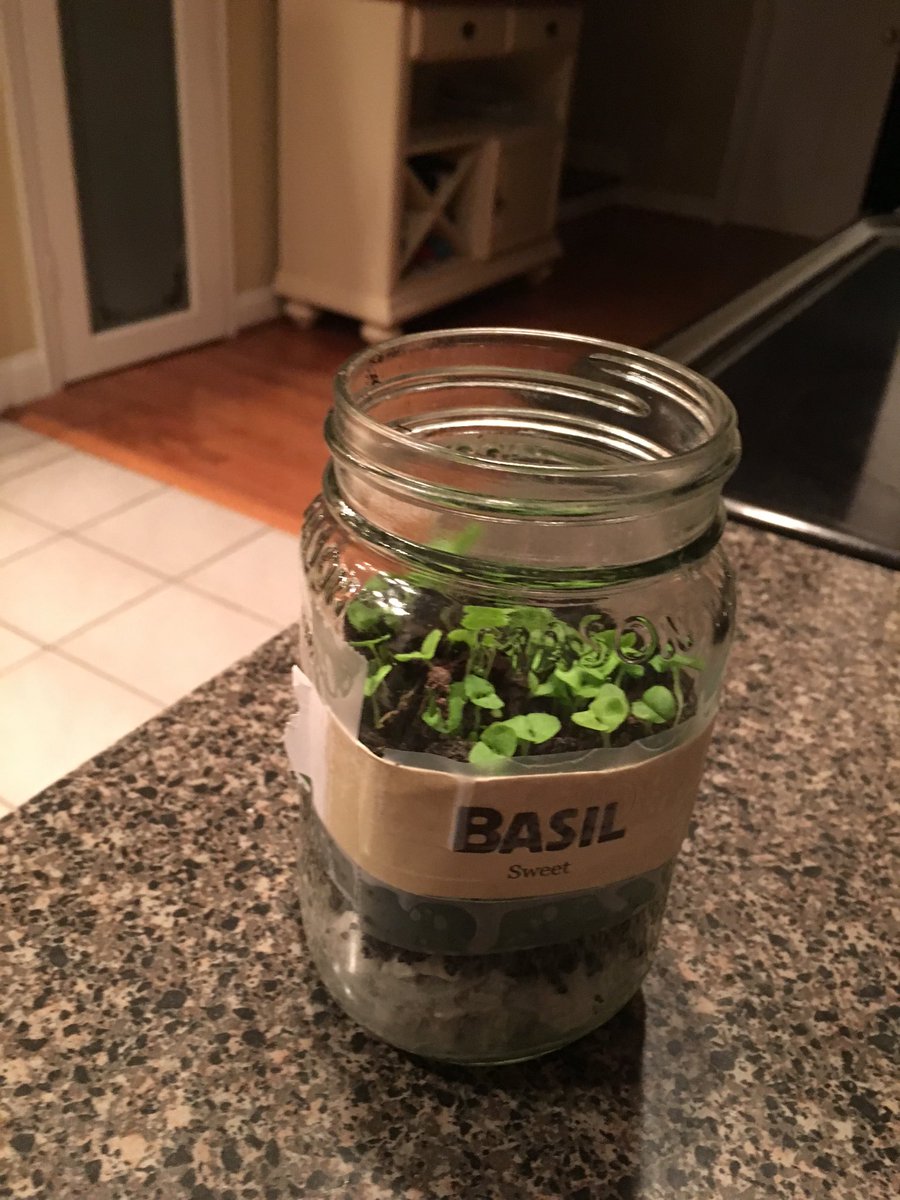 Blume4JA's tweet photo. Basil growing! https://t.co/8j03GpW4ls