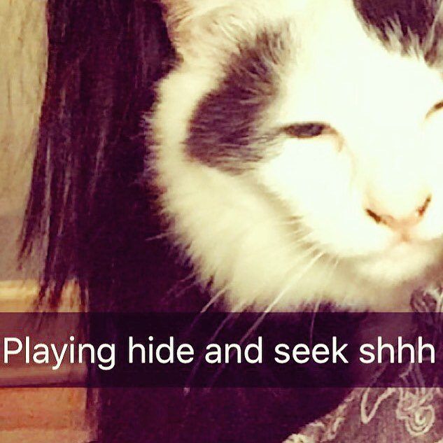 circlingsquare's tweet image. We are defiantly not under the table so don't look there.👌🏻#lifewithhumans #cats #catstagram #catlove by romnicurse