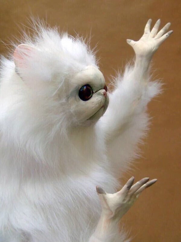 EditsMB's tweet image. Jelou, its mi