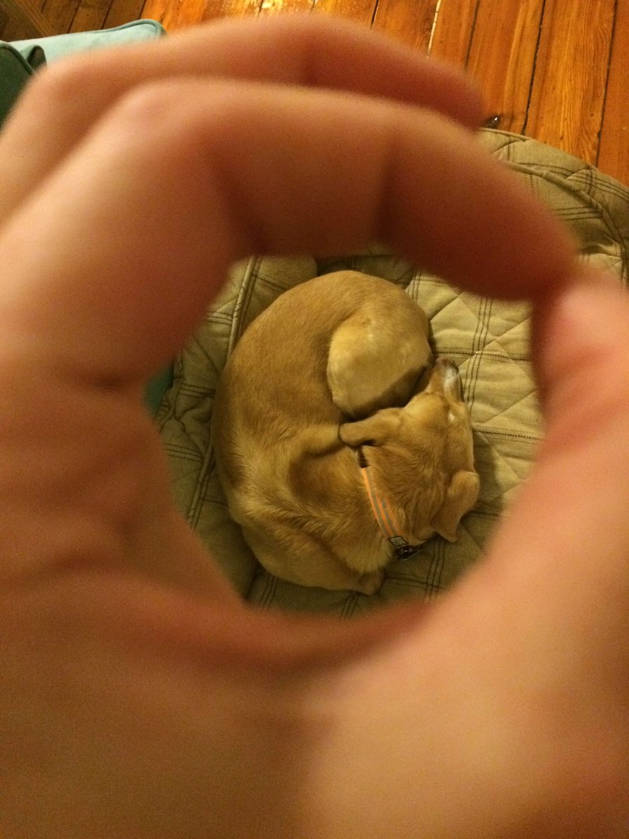 meejy_'s tweet photo. Guess who is back where she belongs? #circledog #feelthefern #custodybattle https://t.co/yJFsXDRQJ6