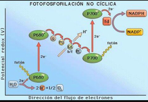 Agr_angii27's tweet photo. #fase luminosa #ciclica #aciclica. @agorajavier https://t.co/SnNjnNaFA7