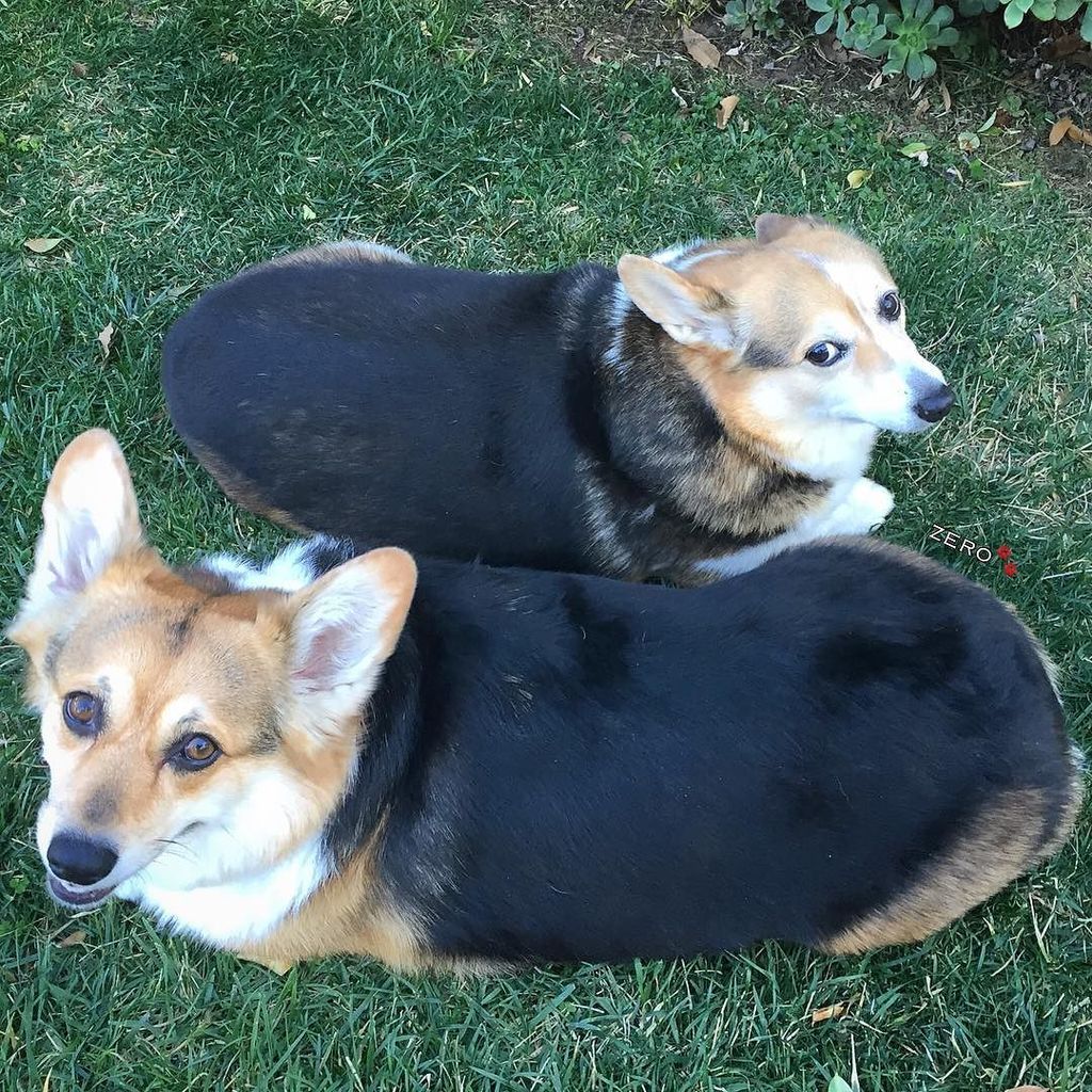 corgi_zero's tweet photo. Who ordered the two burnt loafs? 😂🍞 Have a happy #TwoCorgiTuesday! #BurntPotatoes #YinAndY… https://t.co/wYq4bCdmzK https://t.co/QJJN3G5a2S