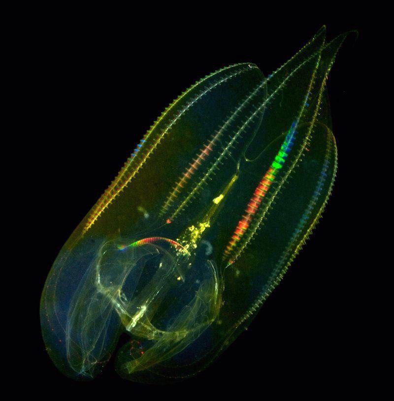 PuertoRicoPUR's tweet photo. Puerto Mosquito in #Vieques is one of the Best Places to See Nature After Dark https://t.co/odeQ48NnMc #PuertoRico ✨ https://t.co/qqbp5hAUIo