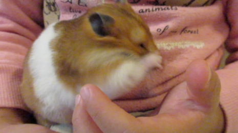 ham_estrella's tweet photo. YouTube: little girl &amp; hamster playing &amp; Bill Cosby's quote in 11 languages(translated x me) https://t.co/FkKGwodi1p https://t.co/pVR5JYBcx0
