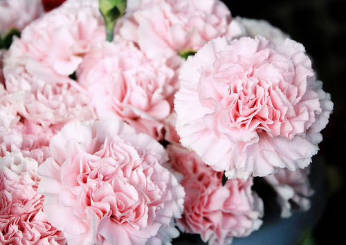 GCAHigh's tweet photo. Since school is canceled, if you would like to buy a carnation or cookie, DM this account with the info! https://t.co/2lOMkgXf7r
