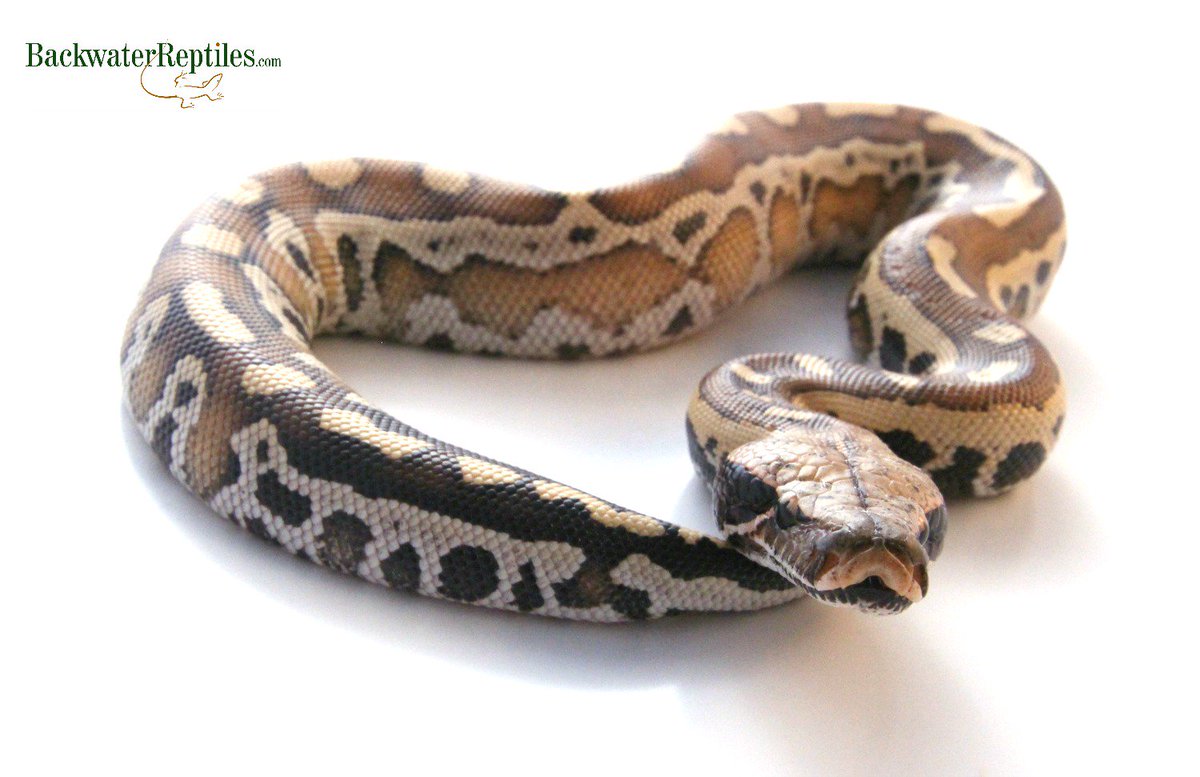 BackwtrReptiles's tweet image. Happy #SnakeSaturday from this stunning #RedBloodPython! #backwaterreptiles