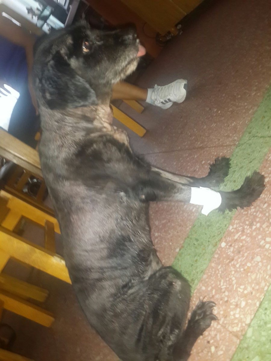 GiseePch's tweet photo. Perdon por no valorarte cmo te lo merecias! Teamo eternamente! 1999_2016 🐾 "un angel me cuida desde el cielo" 👼 https://t.co/QKthTwdY1h