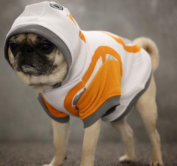 beep beep beep woof