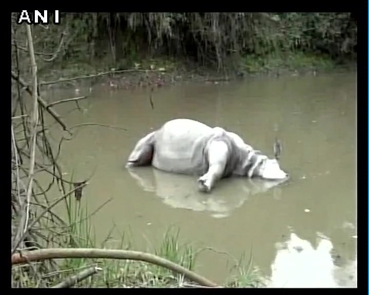 "Forest guards found the de-horned carcass of an adult female rhino near the Borbil anti-poaching camp in the park's Bagori forest range around 8.30 am. One round live cartridge of .303 rifle was found at the spot." - Divisional forest officer of Kaziranga SK Seal Sharma