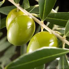 The olives are really "plumping" up so we will start hand picking the green table olives soon  #richglenolives