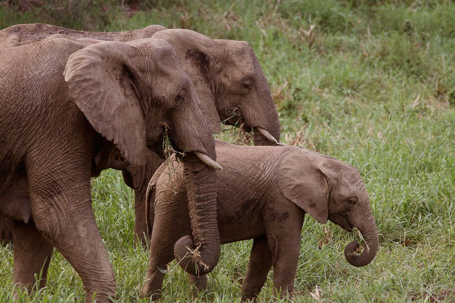 GlobalElephants's tweet photo. Why Swaziland is putting 18 #elephants on a Boeing 747 https://t.co/efIjYWMIWa https://t.co/cRJlfuV3t5