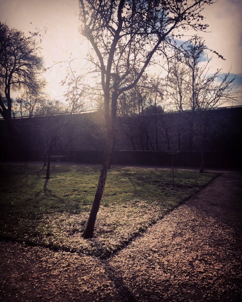 MEYH5's tweet photo. #primaveraadelantada #tiempoloco #arboles #parques #parquedelretiro #retiro #Madrid #mariaferrer-photography https://t.co/CIsG9vRTXw